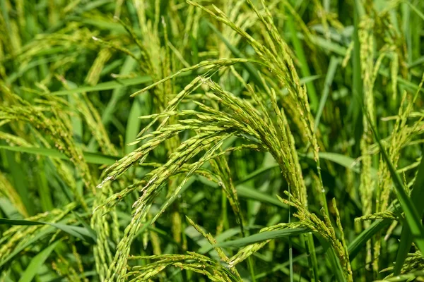 Campo de arroz paddy — Fotografia de Stock