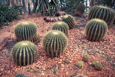 kaktüs filtre etkisi retro vintage tarzı ile