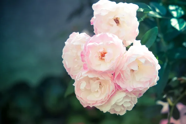 Αυξήθηκε λουλούδια με φίλτρο εφέ ρετρό στυλ vintage — Φωτογραφία Αρχείου