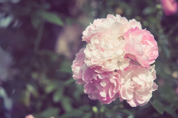 Fiori rosa con effetto filtro retrò stile vintage — Foto Stock