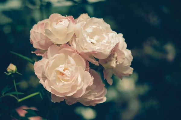 Fiori rosa con effetto filtro retrò stile vintage — Foto Stock