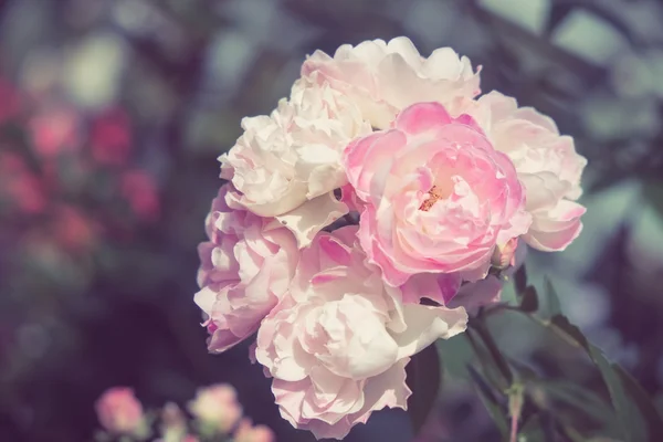 玫瑰与滤波效果复古怀旧风格的花朵 — 图库照片