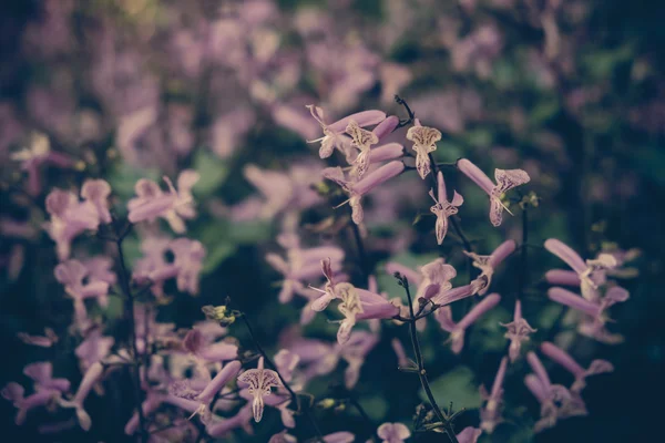 Λουλούδια με φίλτρο εφέ ρετρό στυλ vintage — Φωτογραφία Αρχείου