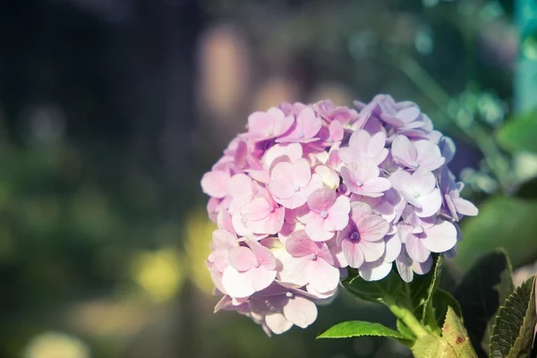 Flores con efecto de filtro estilo retro vintage — Foto de Stock