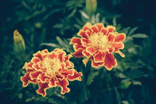 Blumen mit Filtereffekt im Retro-Vintage-Stil — Stockfoto