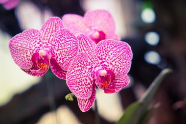 Filtre etkisi retro vintage tarzı çiçeklerle