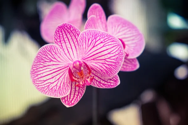 Blumen mit Filtereffekt im Retro-Vintage-Stil — Stockfoto