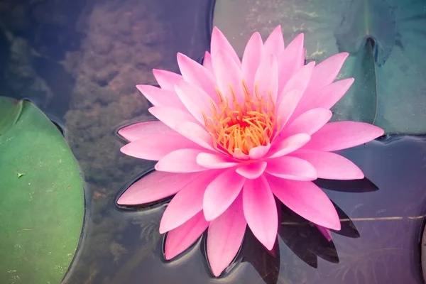 Lotusblume mit Filtereffekt im Retro-Vintage-Stil — Stockfoto