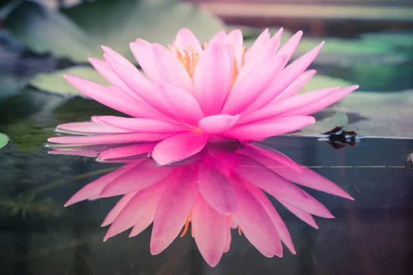 Lotus çiçeği filtre etkisi retro vintage tarzı ile — Stok fotoğraf