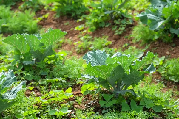 野菜の庭 — ストック写真