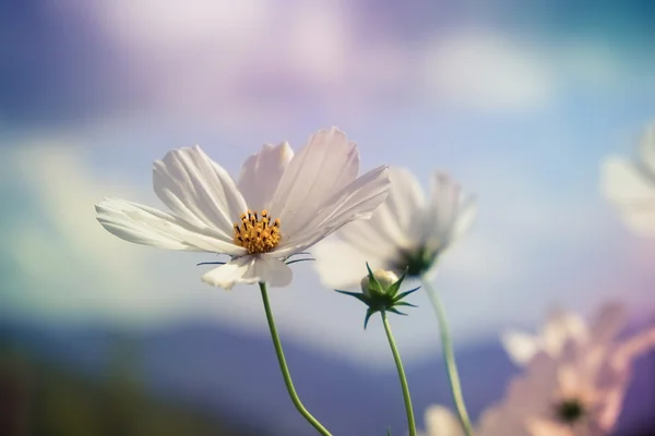 筛选器效果复古怀旧风格的花 — 图库照片