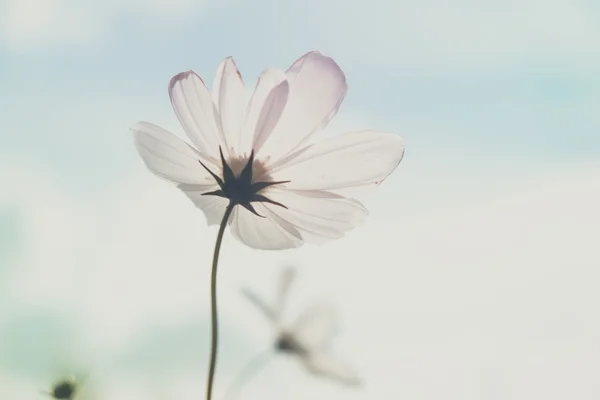 Flores com efeito de filtro estilo vintage retro — Fotografia de Stock