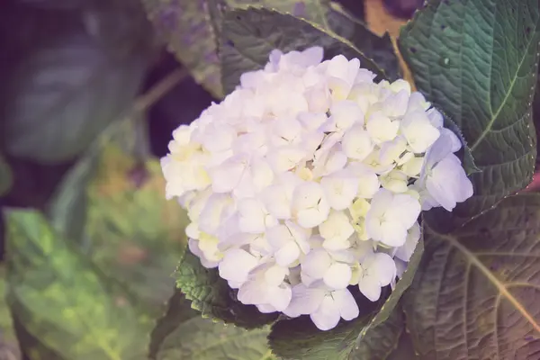 Flores con efecto de filtro estilo retro vintage — Foto de Stock