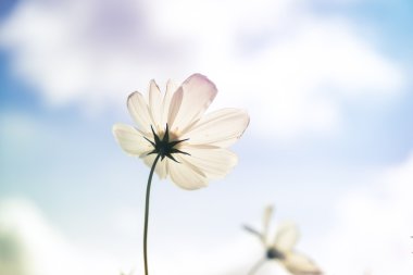 Filtre etkisi retro vintage tarzı çiçeklerle