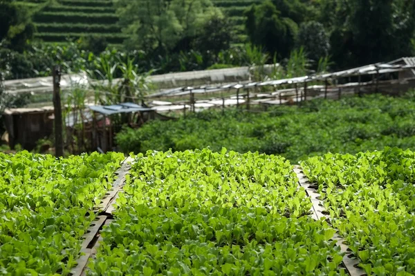Zielony ogród warzywny — Zdjęcie stockowe