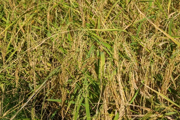 Yeşil pirinç çeltik alan — Stok fotoğraf