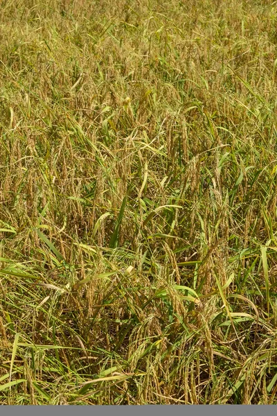 Risaia verde campo — Foto Stock