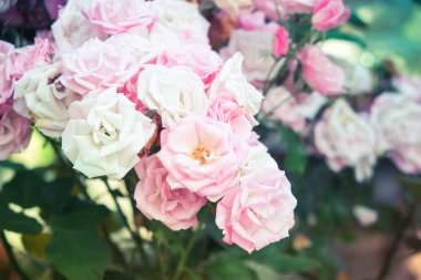 Filtre etkisi retro vintage tarzı ile gül çiçek