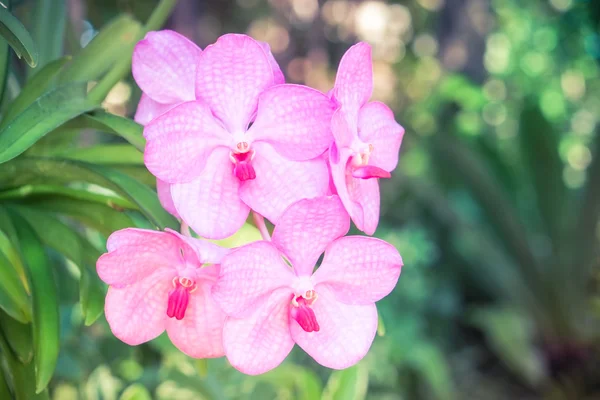 Blommor med filter effekt retro vintage stil — Stockfoto