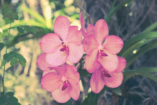 Flores con efecto de filtro estilo retro vintage —  Fotos de Stock