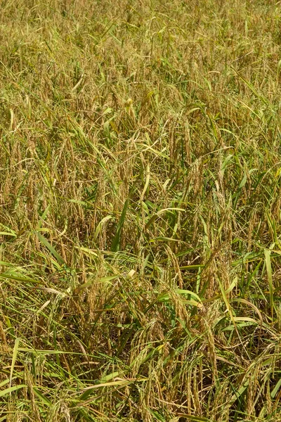 Campo de arroz verde paddy — Fotografia de Stock