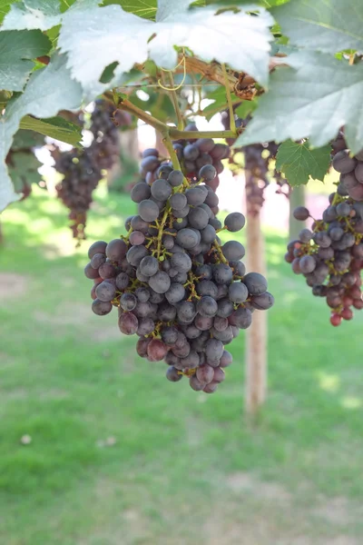 Raisins rouges suspendus à une vigne — Photo