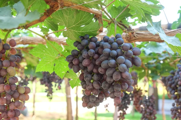Rode wijn druiven hangen van een wijnstok — Stockfoto
