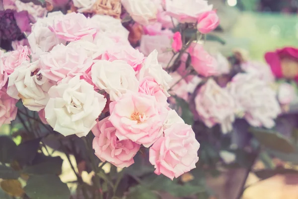 Fiori rosa con effetto filtro retrò stile vintage — Foto Stock