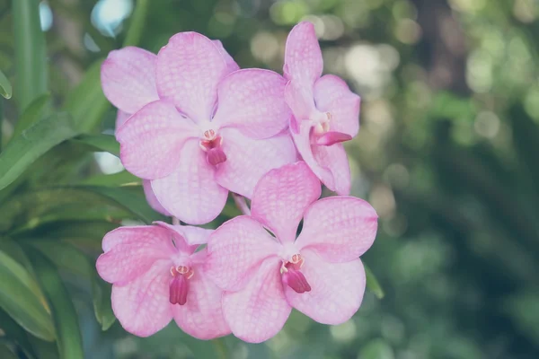 Flores com efeito de filtro estilo vintage retro — Fotografia de Stock