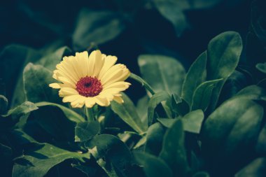 Filtre etkisi retro vintage tarzı çiçeklerle