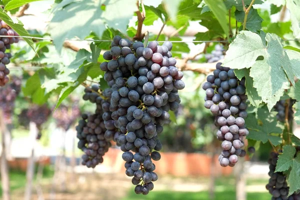 Red wine grapes hang from a vine — Stock Photo, Image