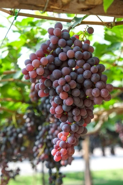 赤ワイン葡萄つるからハングします。 — ストック写真