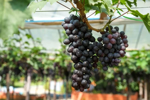 Uvas de vinho tinto penduradas em uma videira — Fotografia de Stock