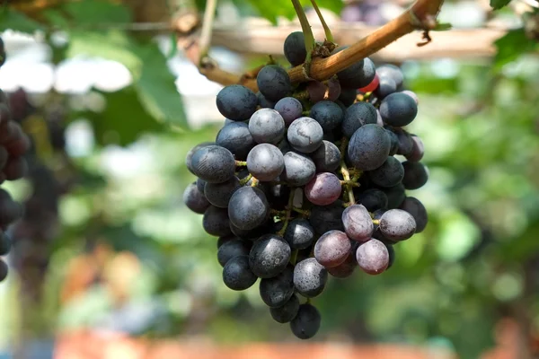 Виноград червоного вина висить з лози — стокове фото