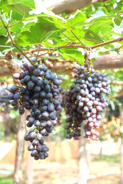 Vörös borszőlő lógnak a szőlő — Stock Fotó