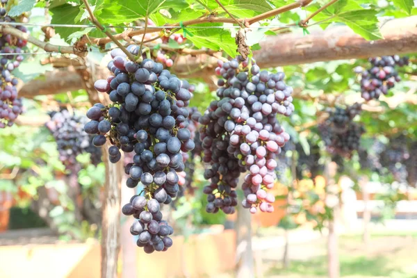 Uvas de vino tinto cuelgan de una vid — Foto de Stock