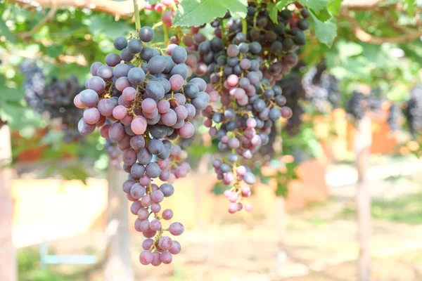 Punaviinirypäleet roikkuvat viiniköynnöksestä — kuvapankkivalokuva