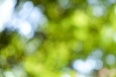 arka plan yeşil Böke