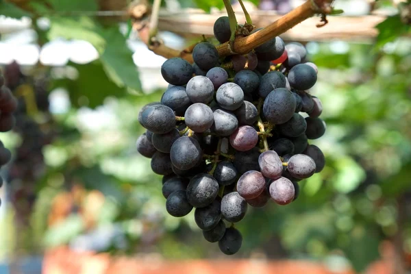 Uvas de vino tinto cuelgan de una vid — Foto de Stock