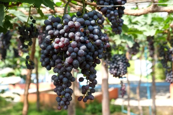 Red wine grapes hang from a vine — Stock Photo, Image