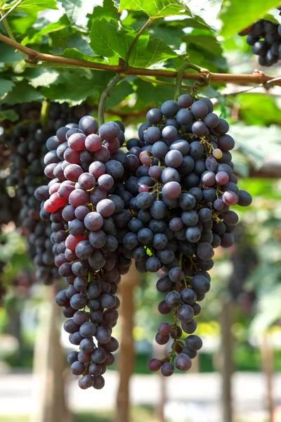 Uvas de vino tinto cuelgan de una vid — Foto de Stock