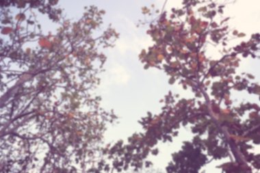 Doğa filtre etkisi retro vintage tarzı ile bulanıklık