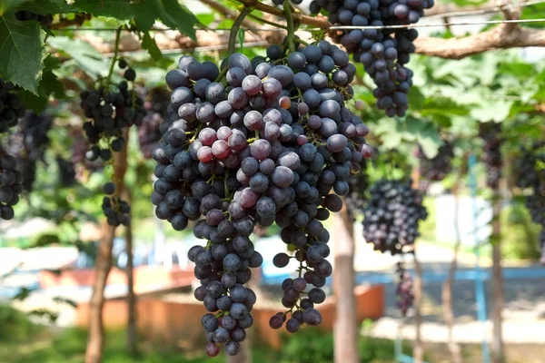 Vörös borszőlő lógnak a szőlő — Stock Fotó