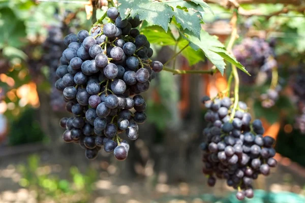 Red wine grapes hang from a vine — Stock Photo, Image