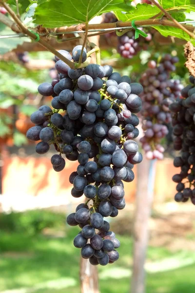 Uvas de vinho tinto penduradas em uma videira — Fotografia de Stock