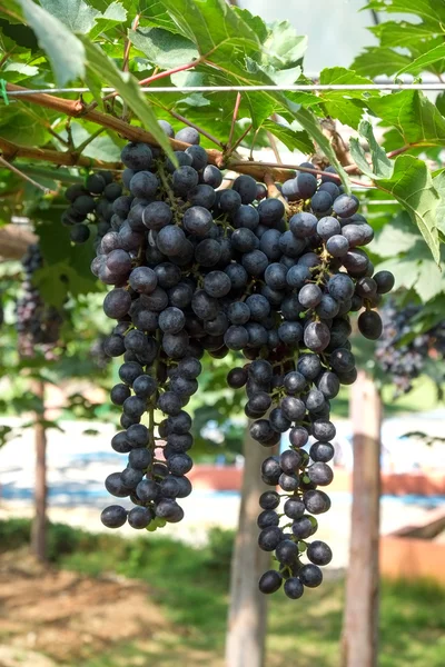 Uvas de vinho tinto penduradas em uma videira — Fotografia de Stock