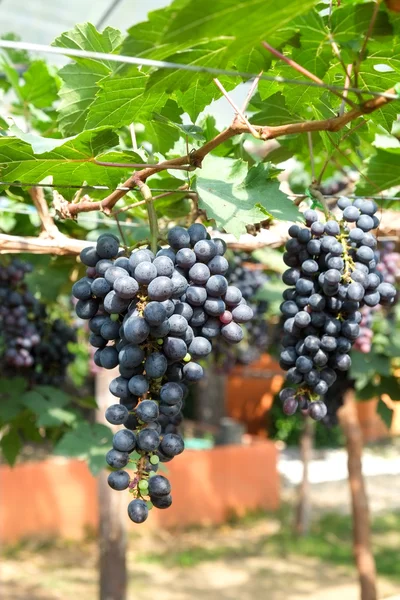 Uvas de vino tinto cuelgan de una vid — Foto de Stock