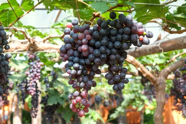 Uvas de vinho tinto penduradas em uma videira — Fotografia de Stock