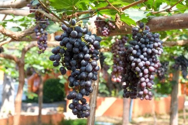 Uvas de vino tinto cuelgan de una vid — Foto de Stock