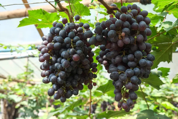 Uvas de vino tinto cuelgan de una vid — Foto de Stock